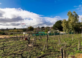 Giardino - Terreno edificabile Via Chiuzza
 
23, Viagrande - foto 3