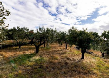 Giardino - Terreno edificabile Via Chiuzza
 
23, Viagrande - foto 13