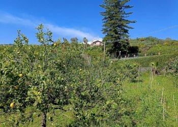 Giardino - Casa indipendente Via Vescovado
 
6, Mascali - foto 39