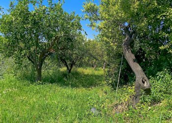 Giardino - Casa indipendente Via Vescovado
 
6, Mascali - foto 43