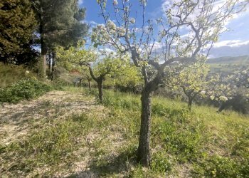 Giardino - Terreno agricolo Contrada Giannavì- Contrada Ciappa, Palazzolo Acreide - foto 5