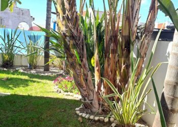 Giardino - Villa Sessa Aurunca - foto 18