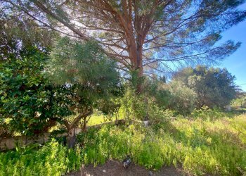 Giardino - Casa indipendente via amba alagi
 
222, San Vito Lo Capo - foto 34