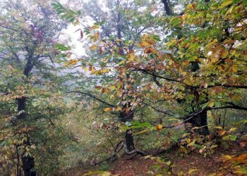 Foto 18 - Rustico Via del Giogo
 
4, Scarperia e San Piero - foto 18