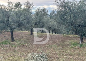 Foto 4 - Terreno agricolo via Quagliera, Spoltore - foto 4