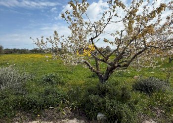 Foto 34 - Baita STRADA COMUNALE 198-4 C. da Pellegrini, Locorotondo - photo 34