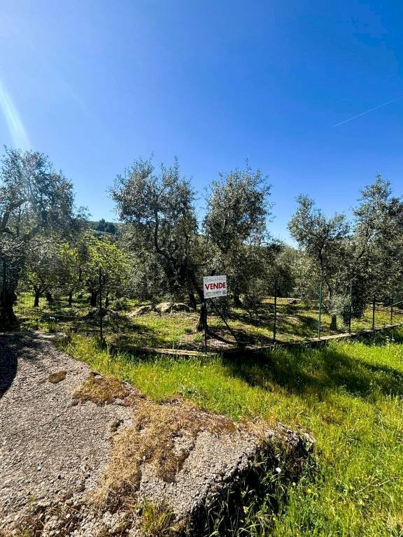 Terreno - Terreno agricolo contrada Valle Fredda, Itri - foto 1