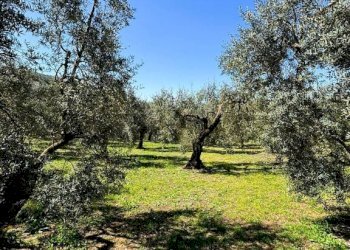 Terreno - Terreno agricolo contrada Valle Fredda, Itri - foto 6