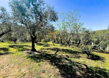 Terreno - Terreno agricolo contrada Valle Fredda, Itri - foto 11