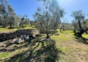 Terreno - Terreno agricolo contrada Valle Fredda, Itri - foto 12