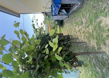 IMG_6971.jpg - Terreno edificabile Arcola - foto 6