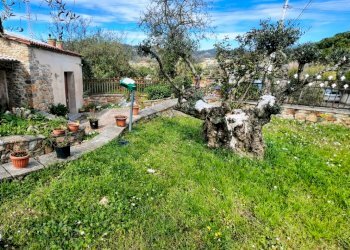 Giardino rurale con ulivo secolare (Grande).png - Porzione di casa Via Sarzanello 170, Sarzana - foto 1