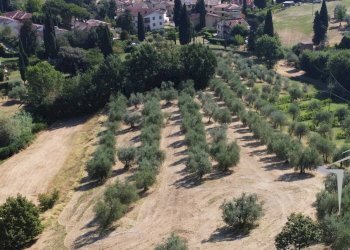 Foto 3 - Terreno agricolo VIA TRIOZZI BASSO
 
16, Scandicci - foto 3