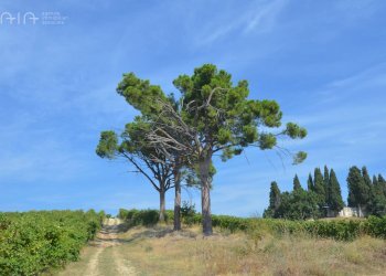 Foto 6 - Rustico Contrada Palazzi
 
snc, Spinetoli - foto 6