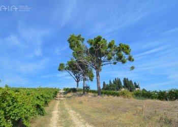 Foto 21 - Rustico Contrada Palazzi
 
snc, Spinetoli - foto 21