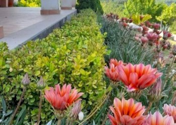 Giardino - Villa via Nuticci
 
SNC, Liberi - foto 6