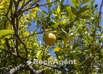 Terreno - Villa Località Zilleria, Gasperina - foto 21