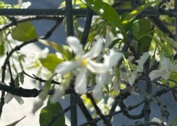 Giardino - Attico via Martiri della Loggia, 91, San Marzano sul Sarno - foto 32