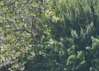 Giardino - Attico via Martiri della Loggia, 91, San Marzano sul Sarno - foto 33