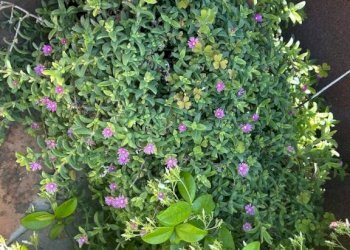 Terreno - Attico via Martiri della Loggia, 91, San Marzano sul Sarno - foto 34