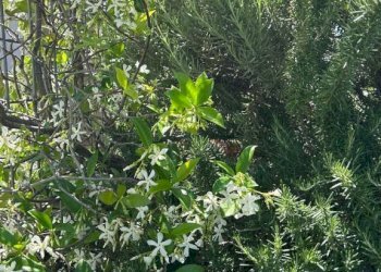Terreno - Attico via Martiri della Loggia, 91, San Marzano sul Sarno - foto 35