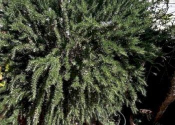 Terrazzo - Attico via Martiri della Loggia, 91, San Marzano sul Sarno - foto 36