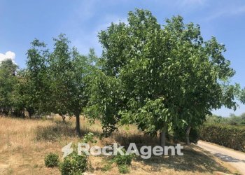 Terreno - Villa strada Provinciale 45, Moscufo - foto 34