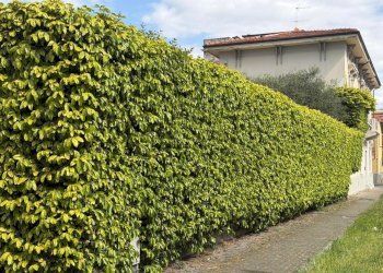 6e0237a3-95e5-4d8f-893c-0488669c2b83.jpg - Villa Via Firenze 48, Carrara - foto 6