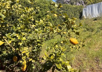 giardino3.jpg - Casa indipendente Strada Statale 1 42, Orbetello - foto 13