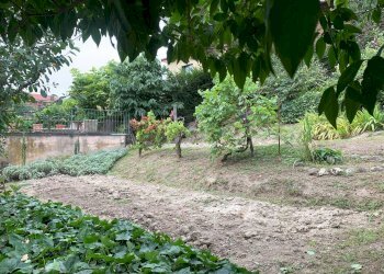 Farmhouse Via Tetti Trinità, 78, Montaldo Torinese - photo 46