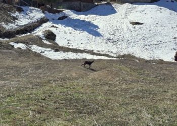 Casa indipendente Frazione Nex, Valsavarenche - foto 14