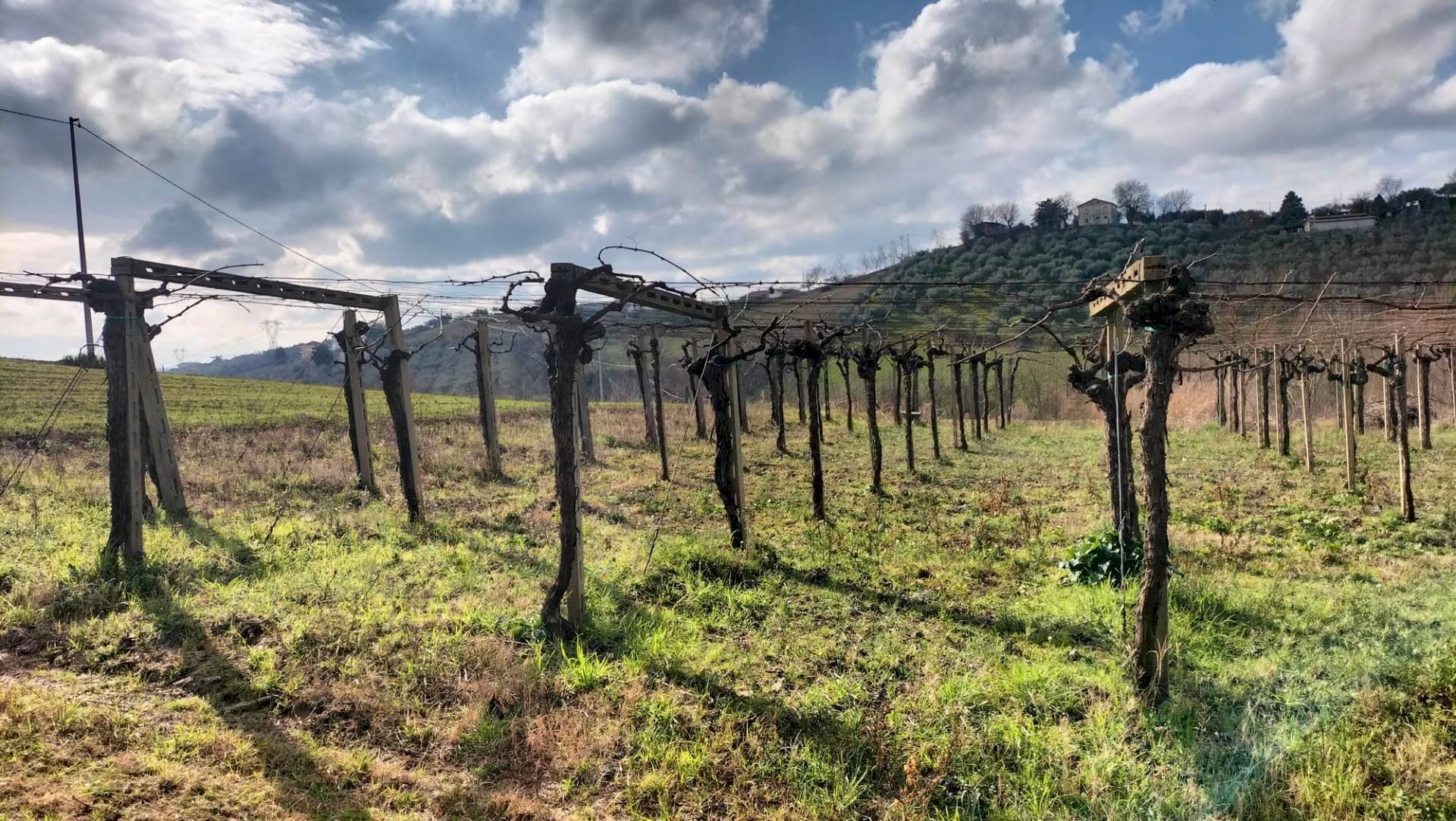 Foto 2 - Agricultural land CONTRADA FORNACI, Collecorvino - photo 2