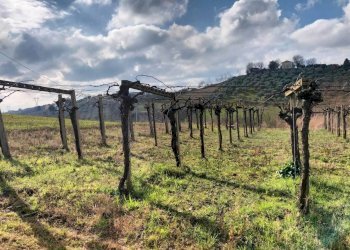 Foto 2 - Agricultural land CONTRADA FORNACI, Collecorvino - photo 2