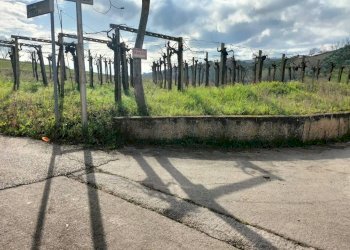 Foto 8 - Agricultural land CONTRADA FORNACI, Collecorvino - photo 8