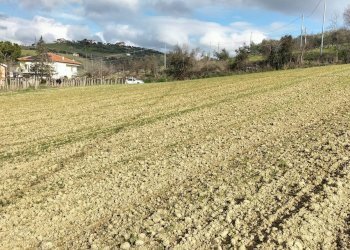 Foto 10 - Agricultural land CONTRADA FORNACI, Collecorvino - photo 10