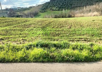 Foto 11 - Agricultural land CONTRADA FORNACI, Collecorvino - photo 11