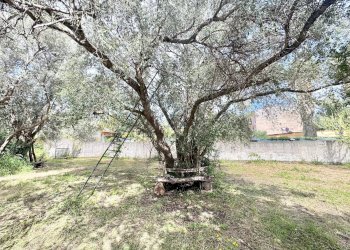 Foto 2 - Terreno agricolo Via Luigi Cosenz, Palermo - foto 2