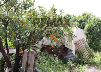 Giardino - Rustico Via Civì
 
41, Fiumefreddo di Sicilia - foto 8
