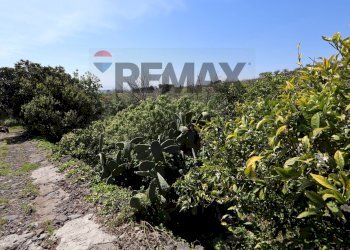 Giardino - Terreno agricolo SP5ii
 
43, Giarre - foto 5