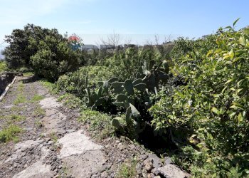 Giardino - Terreno agricolo SP5ii
 
43, Giarre - foto 7