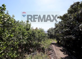 Giardino - Terreno agricolo SP5ii
 
43, Giarre - foto 9