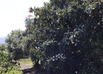 Giardino - Terreno agricolo SP5ii
 
43, Giarre - foto 12