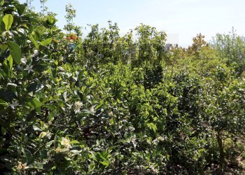 Giardino - Terreno agricolo SP5ii
 
43, Giarre - foto 13