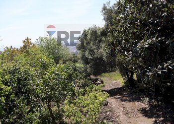 Giardino - Terreno agricolo SP5ii
 
43, Giarre - foto 14