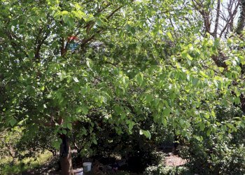 Giardino - Terreno agricolo SP5ii
 
43, Giarre - foto 21