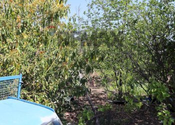 Giardino - Terreno agricolo SP5ii
 
43, Giarre - foto 23