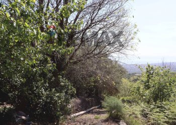 Giardino - Terreno agricolo SP5ii
 
43, Giarre - foto 26