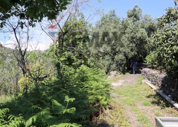 Giardino - Terreno agricolo SP5ii
 
43, Giarre - foto 27