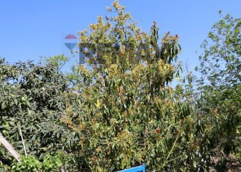 Giardino - Terreno agricolo SP5ii
 
43, Giarre - foto 30