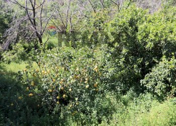 Giardino - Terreno agricolo SP5ii
 
43, Giarre - foto 31